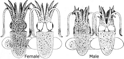 Rondeletiola minor